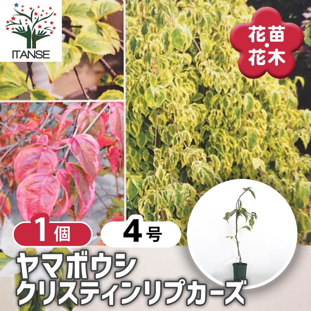 観葉草木特集