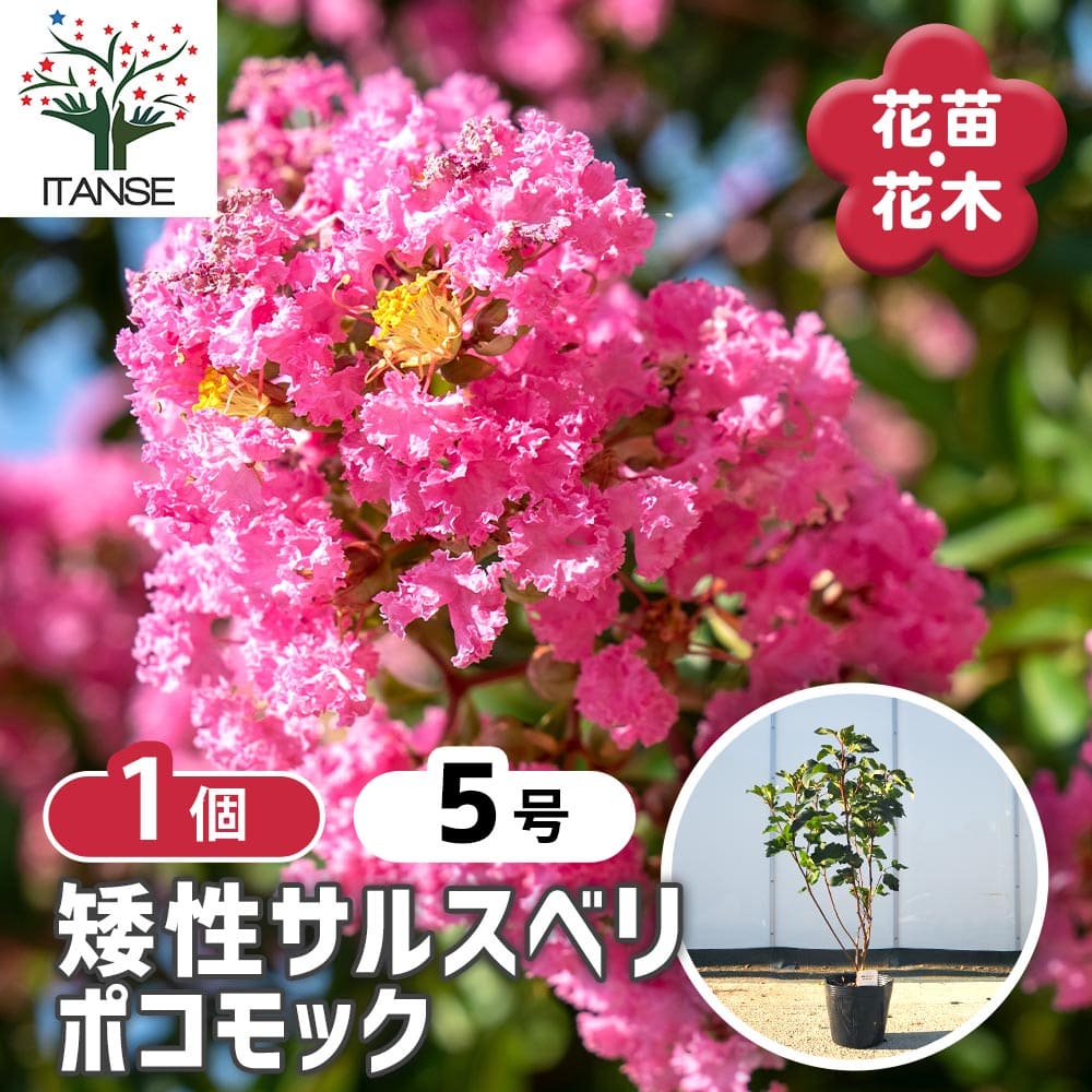 【送料無料】 矮性サルスベリの苗木 ポコモック 【 花木苗 5号／1個売り 】 花木 花木の苗 花の苗 矮性 サルスベリ 百日紅 ヒャクジツコウ