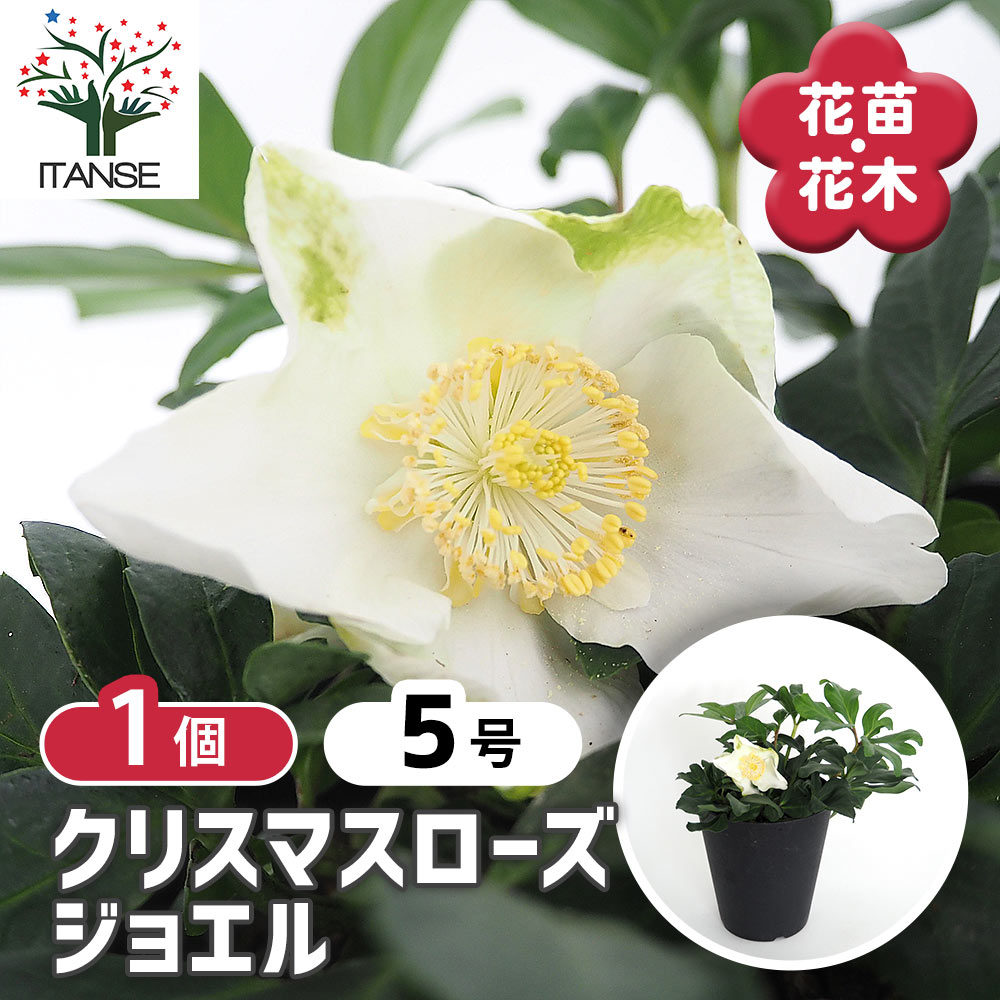 【送料無料】 クリスマスローズ ジョエル 【 花苗 5号／1個売り 】 クリスマスローズ苗 キンボウゲ ヘレボルス 多花性 カラーリーフ 生け垣 生垣 庭木 植木 花木 花壇 4,710円