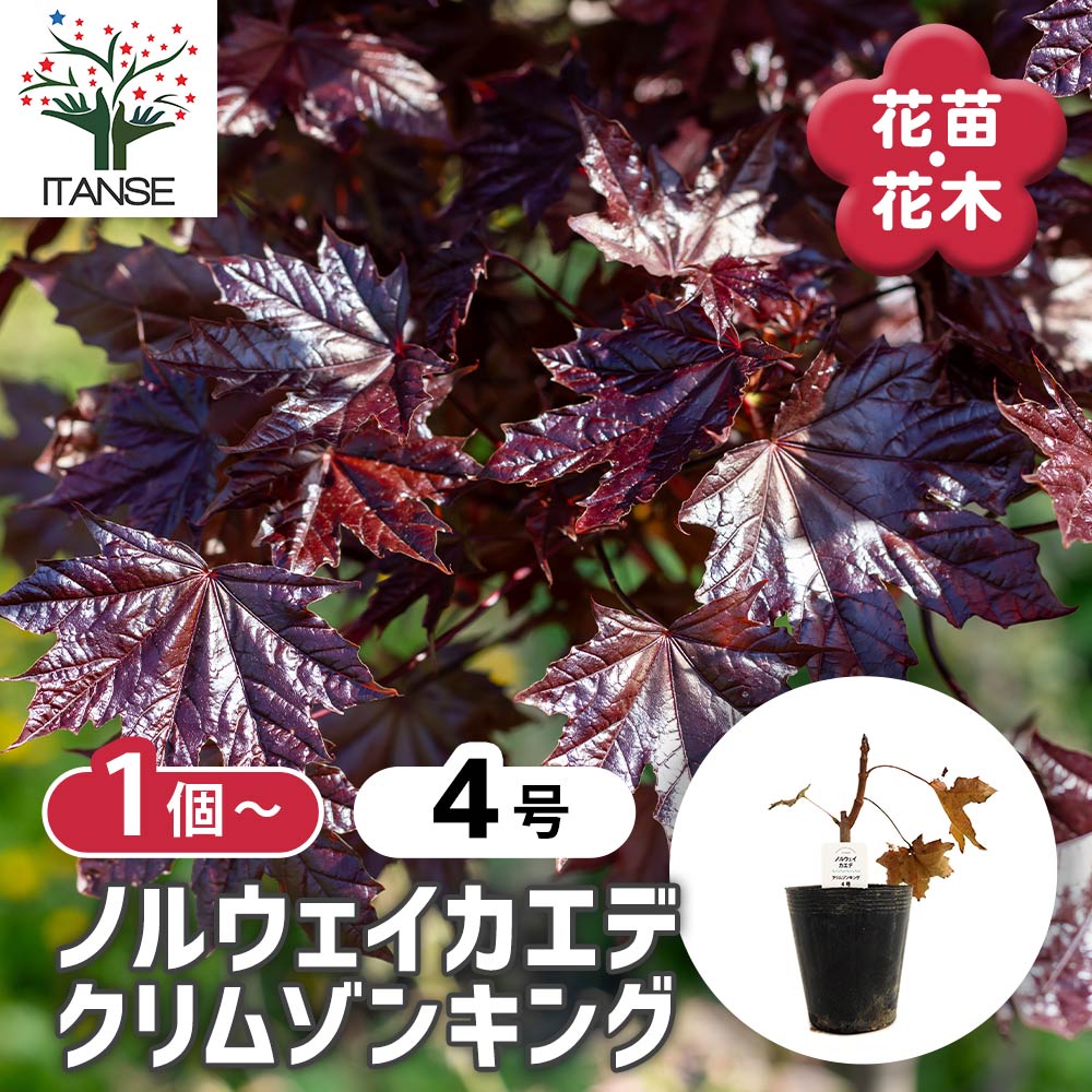 観葉草木特集