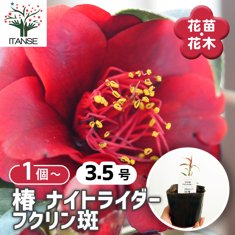 【送料無料】 椿(ツバキ)の苗木 ナイトライダー フクリン斑 【 花木苗 3.5号 】 ツバキ苗 ツバキの苗木 椿苗 椿の苗木 シンボルツリー 記念樹 花木 苗 苗木 花の苗 庭植え 地植え 鉢植え ベランダ ガーデニング