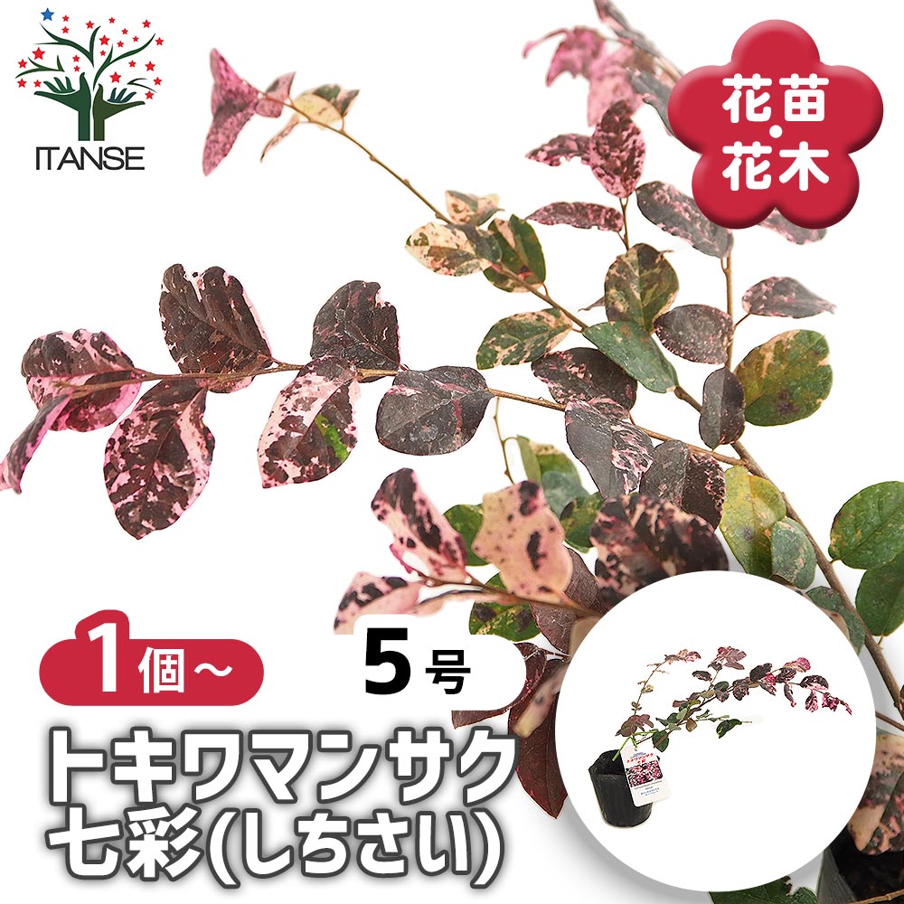 観葉草木特集