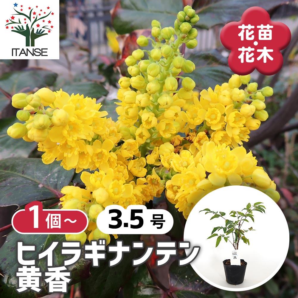 【楽天市場】【送料無料】 ヒイラギナンテン 黄香 【 庭木 3.5号 】 黄香 Nandina domestica お正月 縁起物 園芸植物 ...