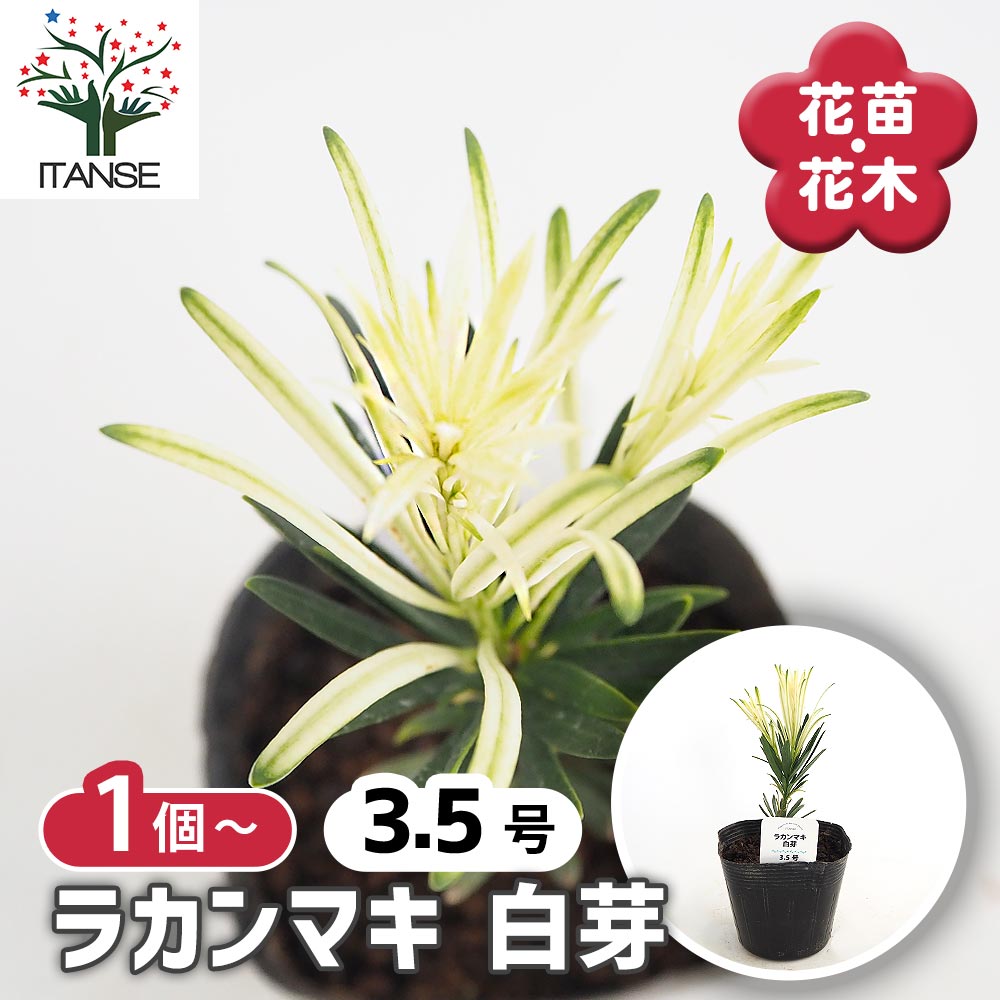 観葉草木特集