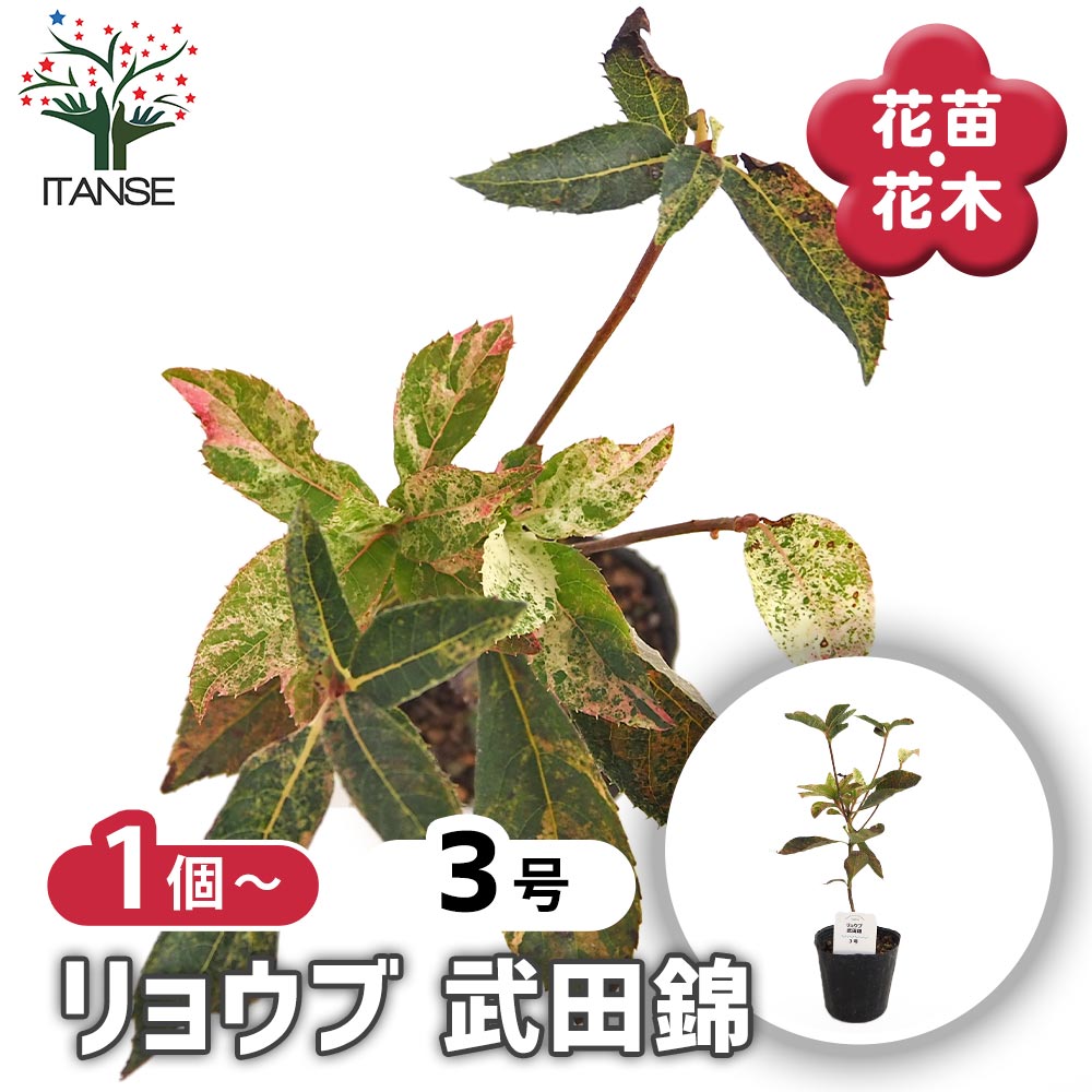 【送料無料】 リョウブ 武田錦 【 花木苗 3号 】 サマースイート ハタツモリ 散班 ピンク 白 緑 記念樹 盆栽 極小輪 珍しい シンボルツリー 記念樹 花木 苗 苗木 花の苗 庭植え 地植え 鉢植え