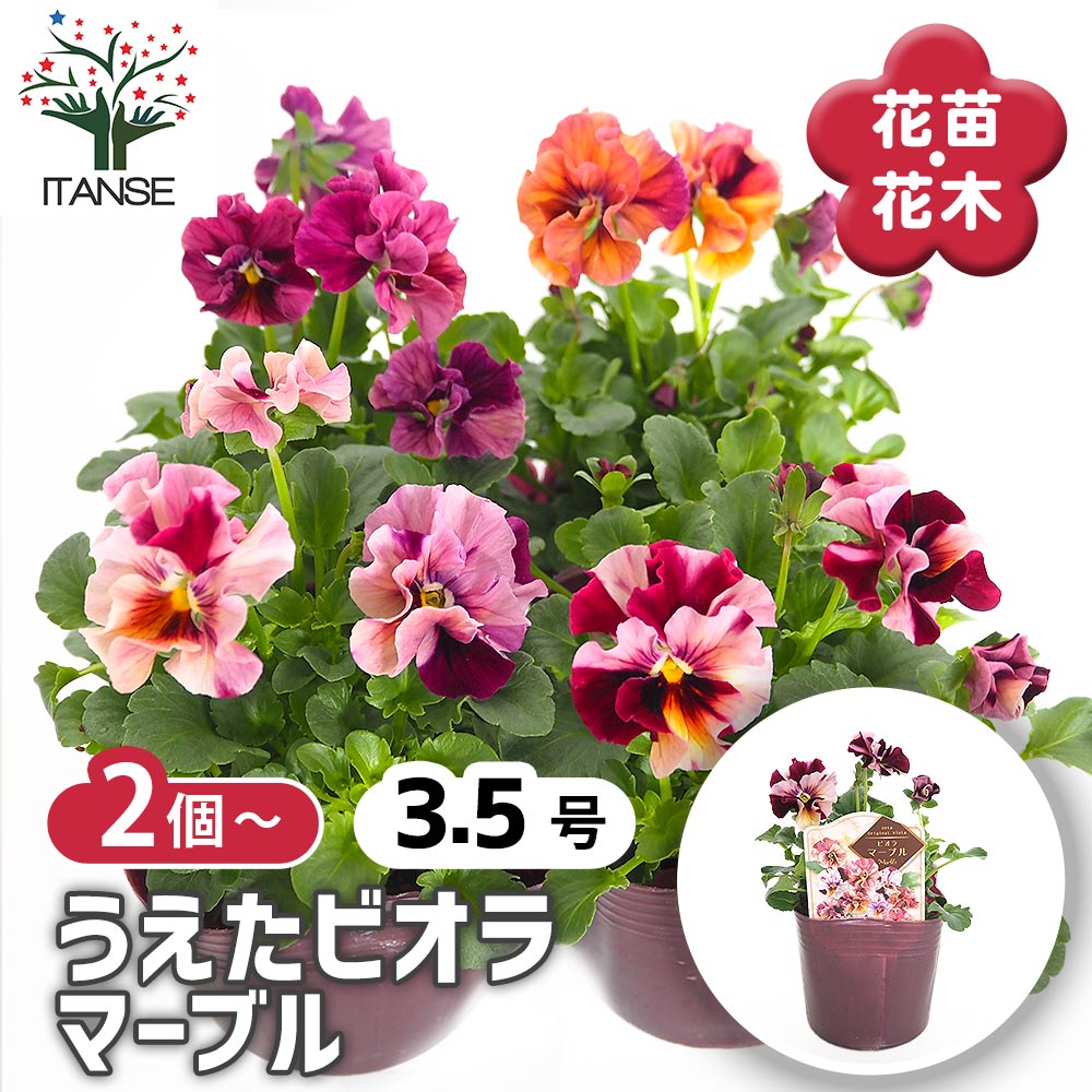 【送料無料】 うえたコレクション パンジー・ビオラ マーブル 【 花苗 3.5号 】 ビオラ スミレ すみれの花 花苗 簡単栽培 花の苗 育てやすい 花壇 鉢花 鉢植え フラワー オシャレ インテリア 窓辺 ベランダ