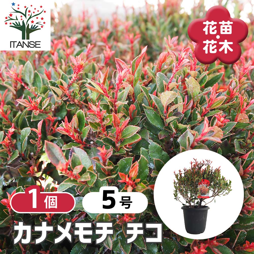 【送料無料】 カナメモチ チコ 【 庭木 5号／1個売り 】 耐寒性 常緑 小高木 わい性 アイキャッチ 低生垣 寄せ植え 赤い 赤 シンボルツリー 記念樹 花木 苗 苗木 花の苗 庭植え 地植え 鉢植え