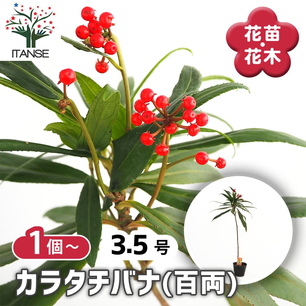 楽天市場】現品苗木□常緑小低木 観葉：万両(マンリョウ)□一両・十両