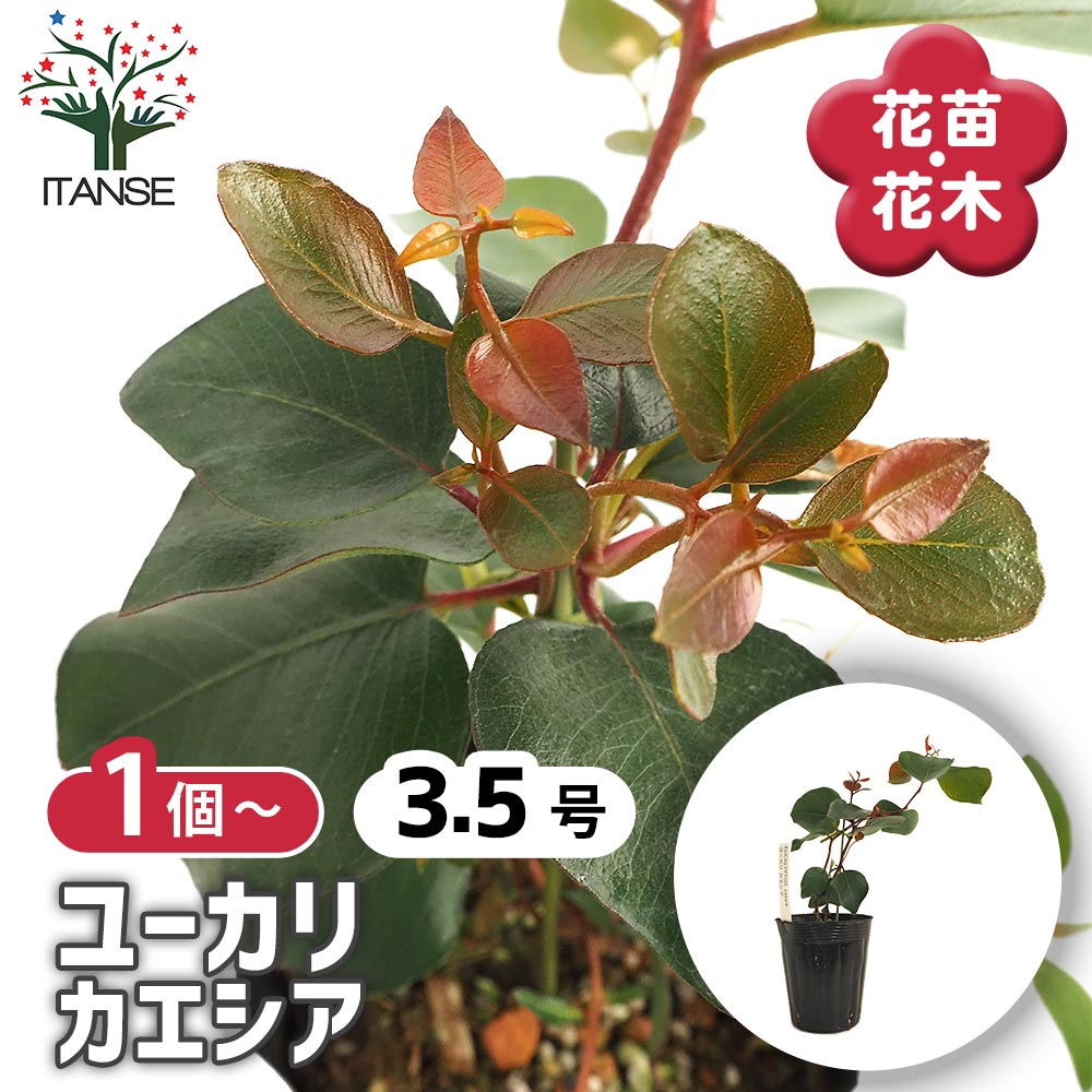 観葉草木特集