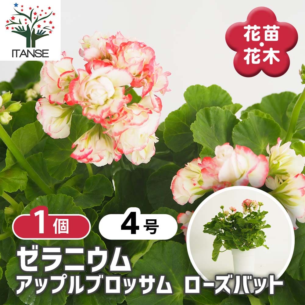 楽天市場】【ゼラニウム 苗】アイビーゼラニウム 大輪一重咲き レッド