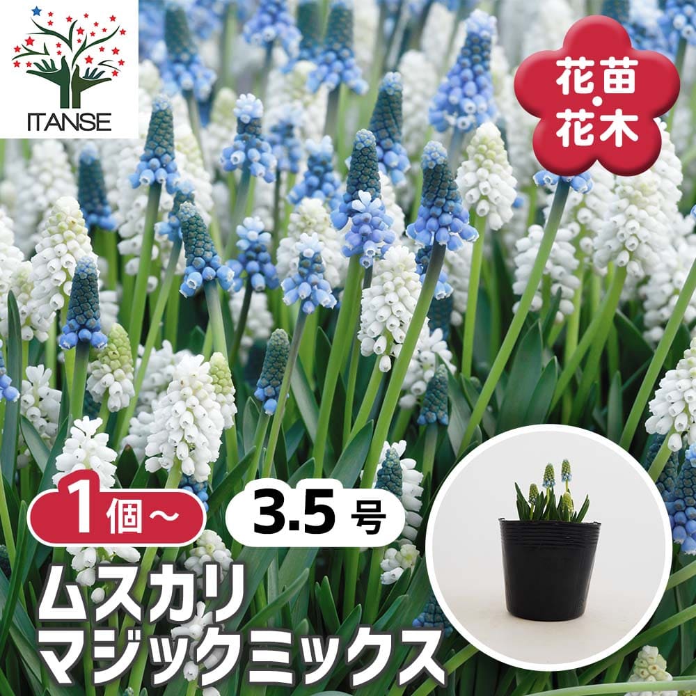 【送料無料】 ムスカリ マジックミックス 【 花苗 3.5号 】 球根 花の球根 ムスカリ むすかり 寄せ植え ガーデニング 鑑賞 栽培 庭園菜園