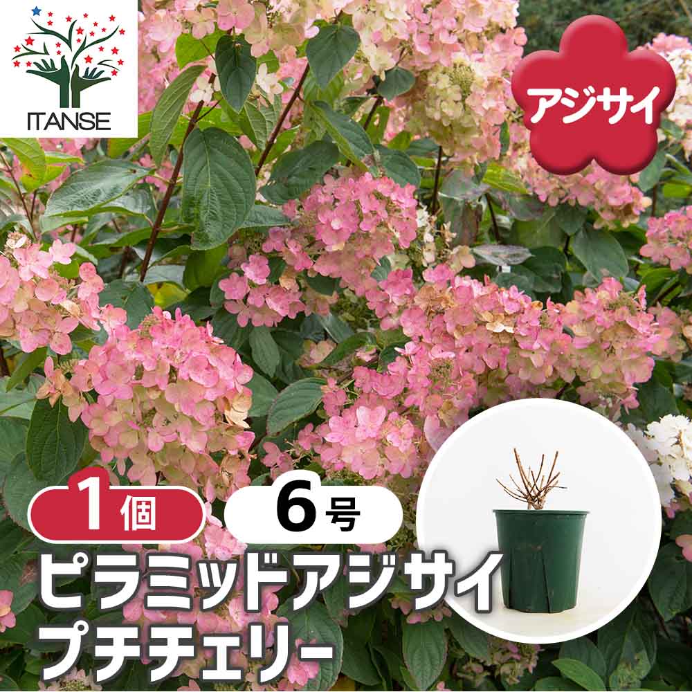 【送料無料】 ピラミッドアジサイ プチチェリー 【 花木苗 6号／1個売り 】 ピラミッド アジサイ ノリウツギ ハイドランジア 紫陽花 シンボルツリー 記念樹 花木 苗 苗木 花の苗 庭植え