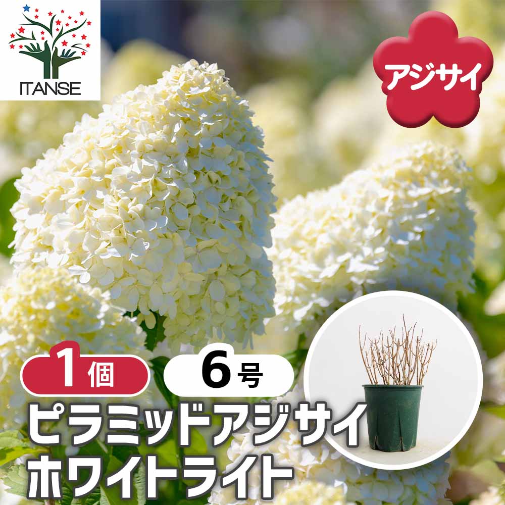 【送料無料】 ピラミッドアジサイ ホワイトライト 【 花木苗 6号／1個売り 】 ピラミッド アジサイ ノリウツギ ハイドランジア 紫陽花 シンボルツリー 記念樹 花木 苗 苗木 花の苗 庭植え
