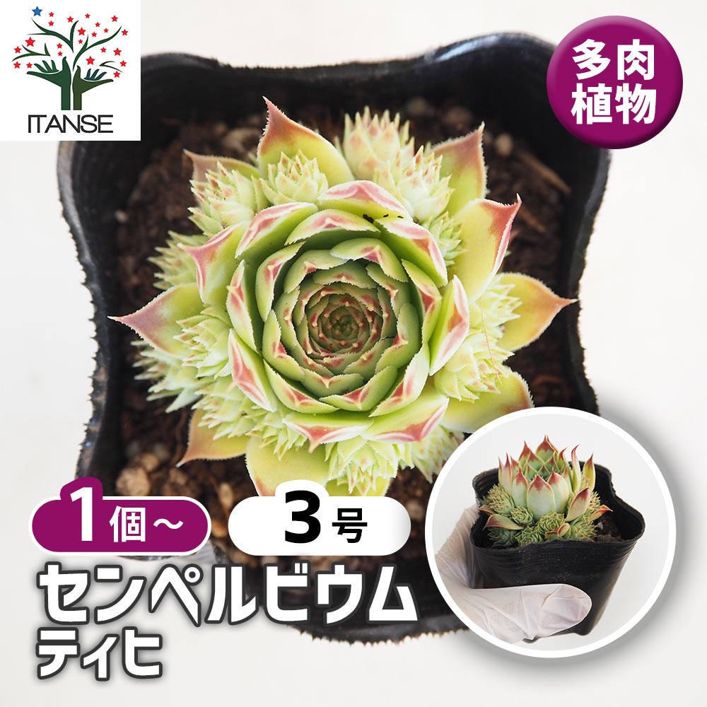 楽天市場】紅葉センペルビウム シルバージュビリー 3号 多肉植物