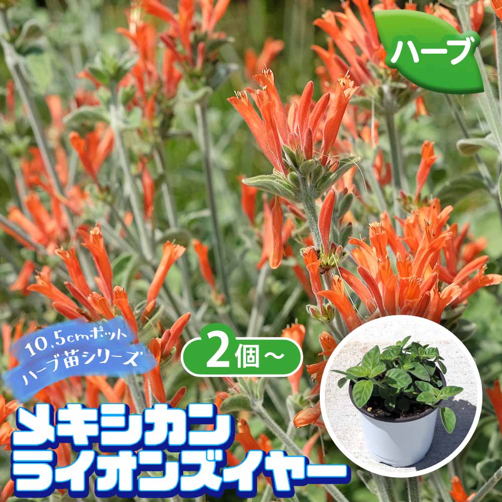 Puntiniレオノチス・レオヌルス苗 楽天市場】【ケース販売：24入】 レオノティス・レオヌルス