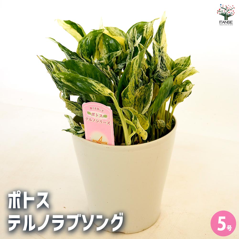 【送料無料】ポトス テルノラブソング 【 観葉植物 5号／1個売り 】 観葉 インテリア インテリアグリーン ゴールデンポトス