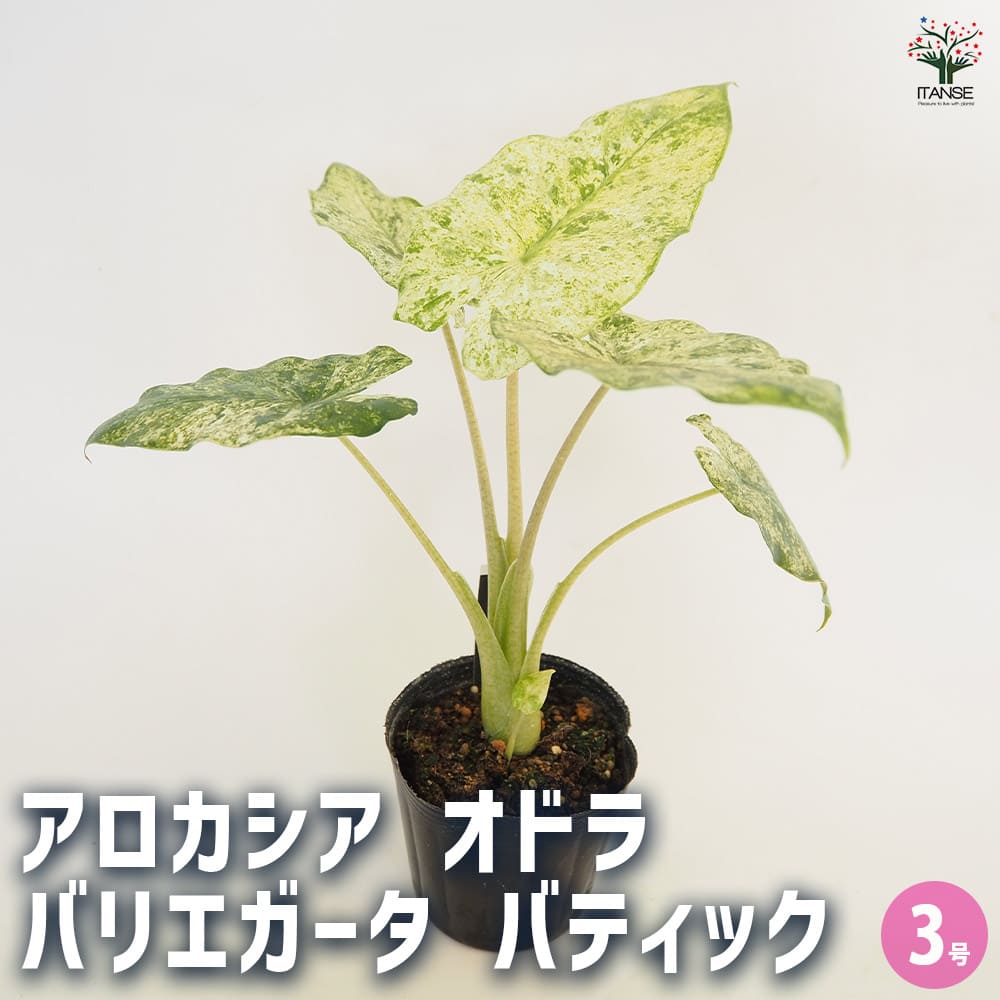 観葉草木特集