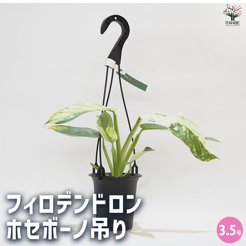 【マラソン★P5倍】フィロデンドロン ホセボーノ吊り 【 観葉植物 3.5号 】 フィロデン リビング オフィス 事務所 インテリア 室内