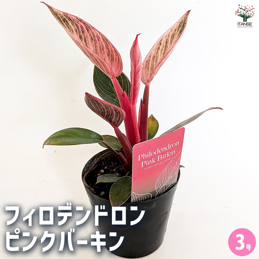 観葉草木特集