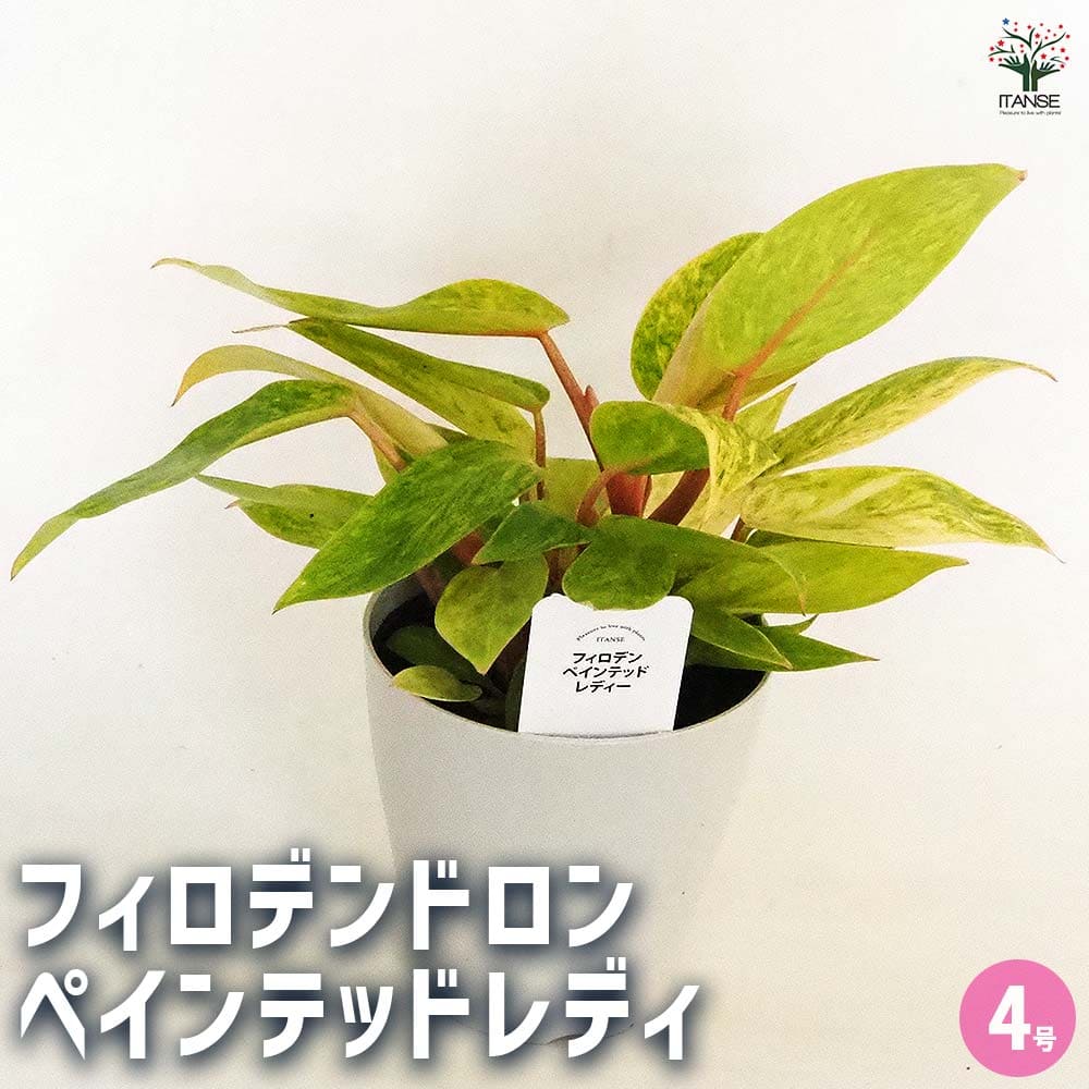 【送料無料】フィロデンドロン ペインテッドレディ 【 観葉植物 4号 】 フィロデン リビング オフィス 事務所 インテリア 室内｜植物販売のＩＴＡＮＳＥ店