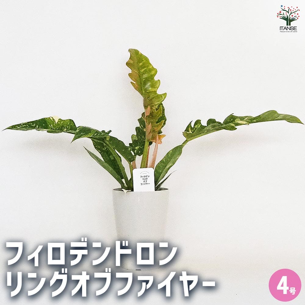 観葉草木特集 花・観葉植物-観葉植物-花・ガーデン・DIY