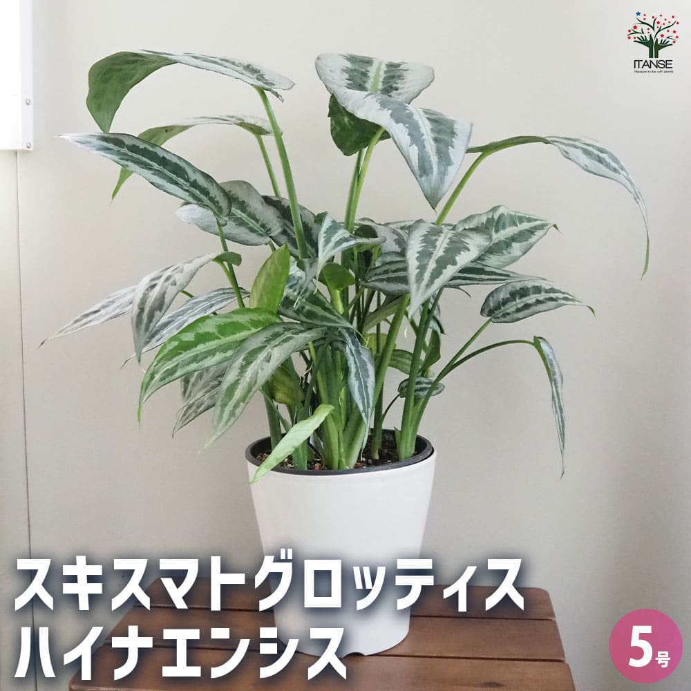 【マラソン★P5倍】スキスマトグロッティス ハイナエンシス 【 観葉植物 5号／1個売り 】 シスマトグロチス シスマトグロチス インテリア オフィス リビング 玄関 庭 屋内 家 初心者 鉢植え プレゼント ギフト 誕生日 記念日 お祝い 育てやすい