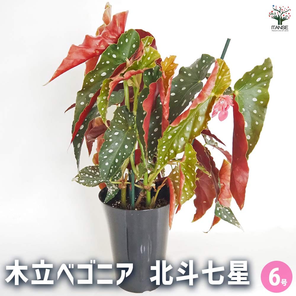 楽天市場】ベゴニア プレミアム 北斗七星 4号 Begonia Premium