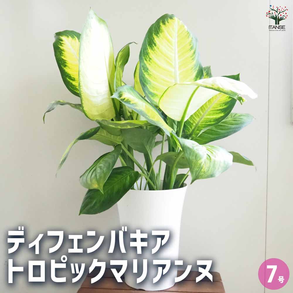 楽天市場】涼しげな葉♪ディフェンバキア・コンパクタ4号鉢植え【観葉