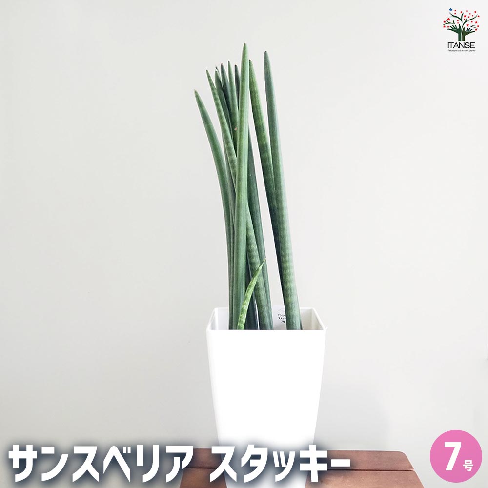 観葉草木特集 観葉植物-花・観葉植物