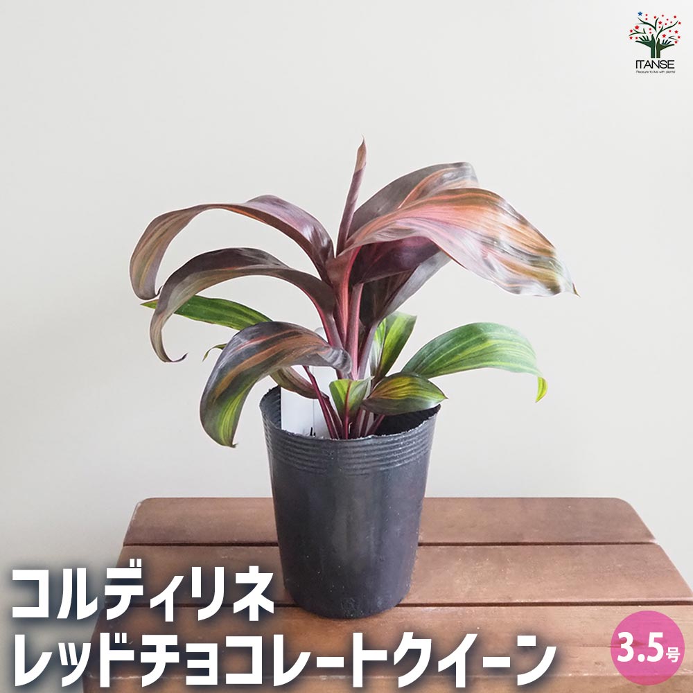 楽天市場】観葉植物 コルジリネ レッドチョコレートクイーン 4号