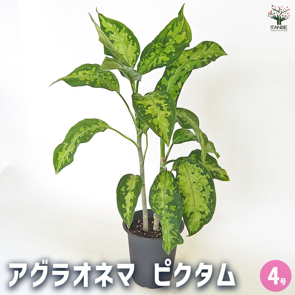 楽天市場】アグラオネマ ピクタム トリカラー (観葉植物 熱帯植物