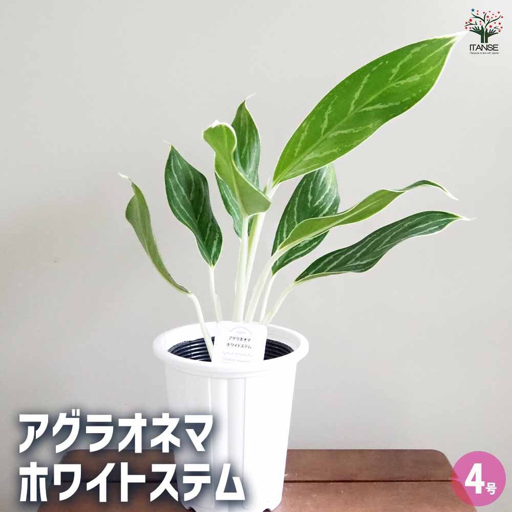 アグラオネマ M】アグラオネマ ミルキーウェイ /Aglaonema milky way ※陶器鉢付き
