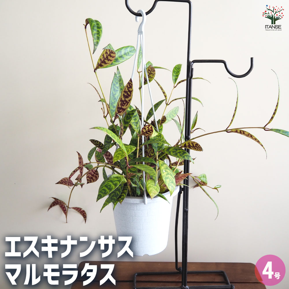 【送料無料】エスキナンサス マルモラタス4号吊り鉢 【 観葉植物 4号 】 つる性 熱帯植物 観葉 インテリア インテリアグリーン