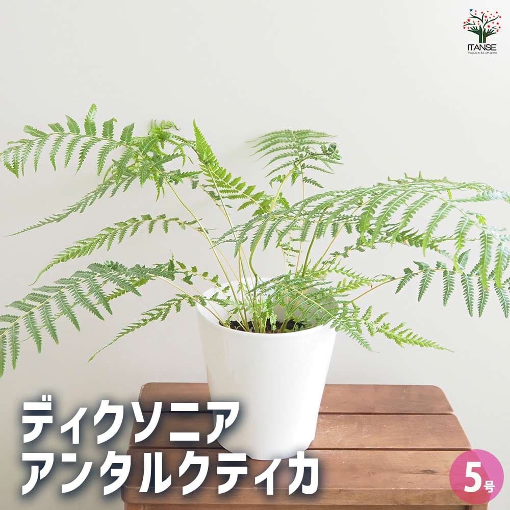 チ*ゴ様 ディクソニア チ*ゴ様 ディクソニア