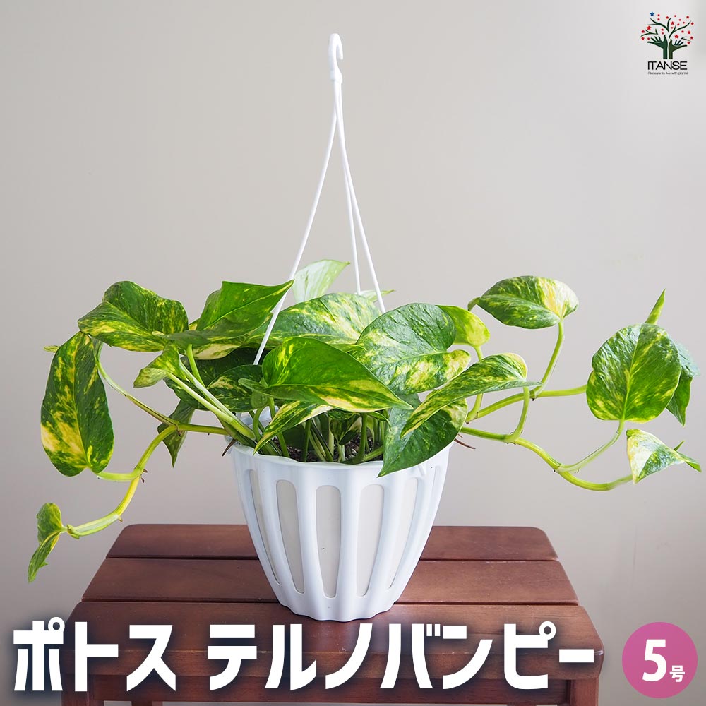 楽天市場】希少品種！ポトス（テルノ）ランコントル吊り鉢 吊るす 観葉