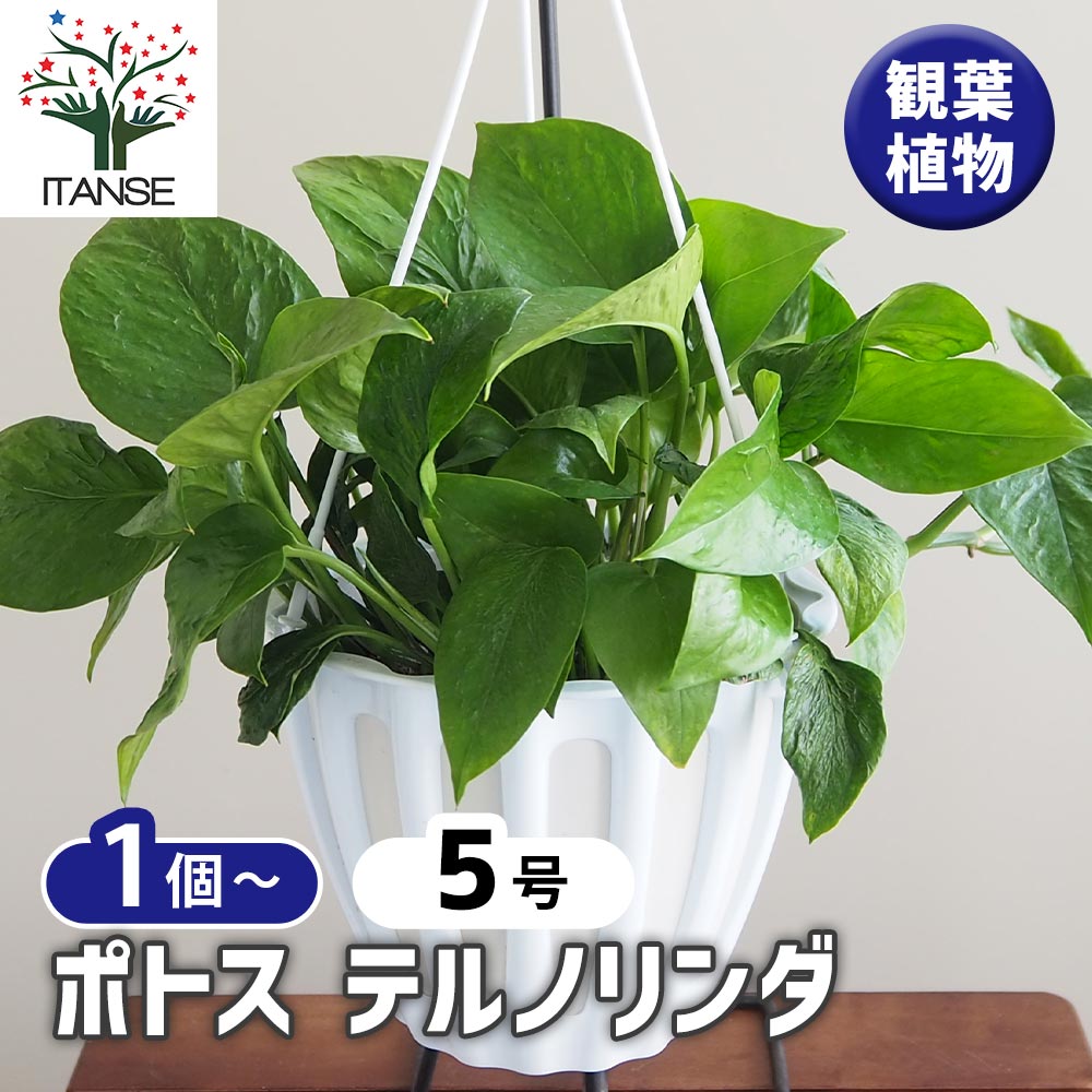 ポトステルノランコントル　カット発根済み 1葉っぱサイズ約13cm　1 ポトステルノランコントル カット発根済み 1葉っぱサイズ約13cm 1