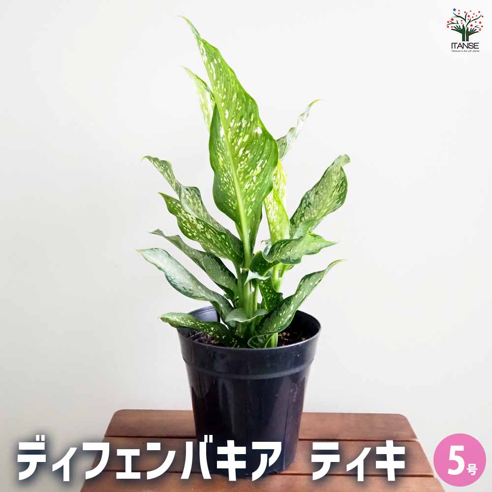 【送料無料】ディフェンバキア ティキ【M】 【 観葉植物 5号／1個売り 】 観葉植物 ディフェンバキア Dieffenbachia リビング オフィス 観葉 ギフト