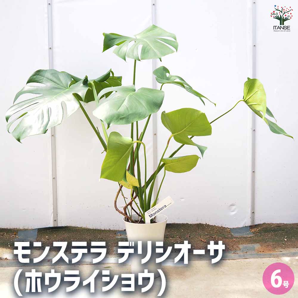楽天市場】丈夫で美しい！人気で希少な観葉植物 ポリシャス