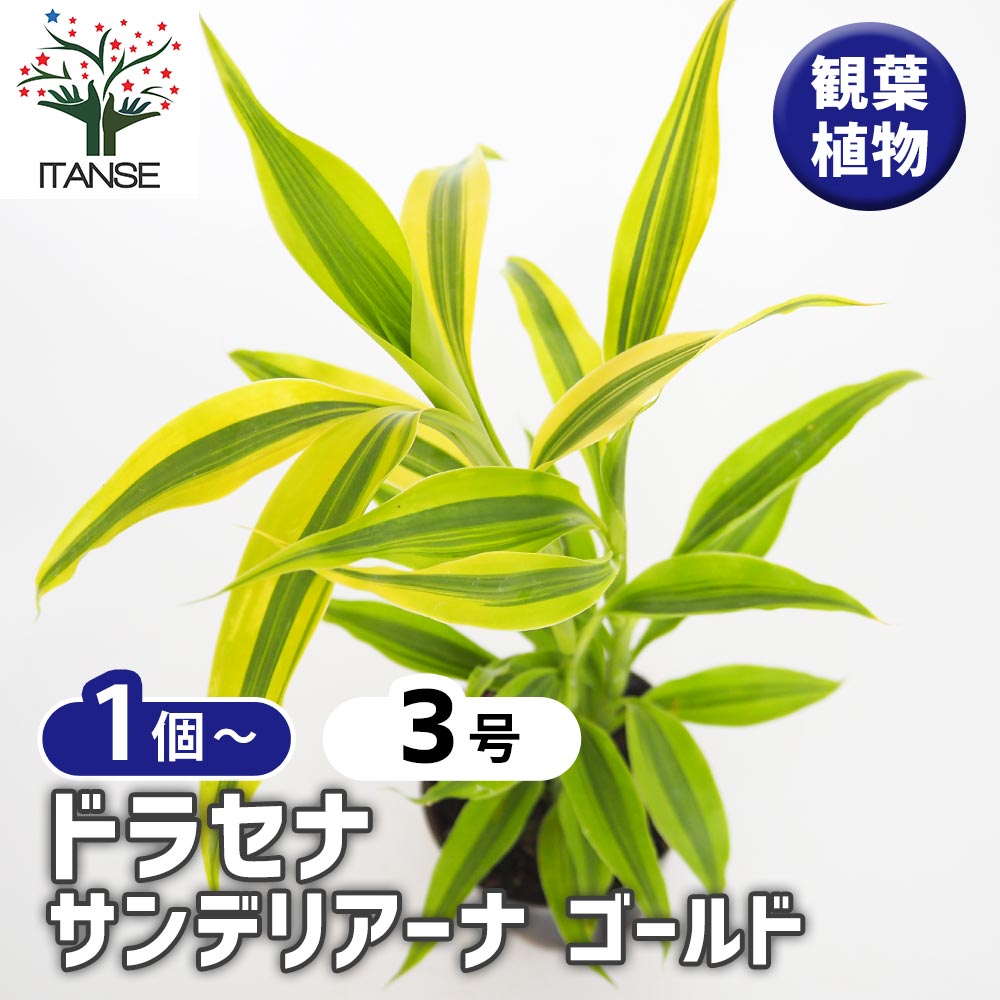 【送料無料】ドラセナ サンデリアーナ ゴールド 【 観葉植物 3号 】 リュウゼツラン キジカクシ リビング オフィス インテリア 大型 おしゃれ オシャレ