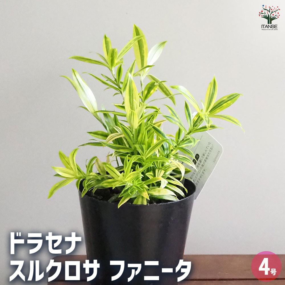 【マラソン★P5倍】ドラセナ スルクロサ　ファニータ 【 観葉植物 4号 】 リュウゼツラン キジカクシ リビング オフィス インテリア 大型 おしゃれ オシャレ