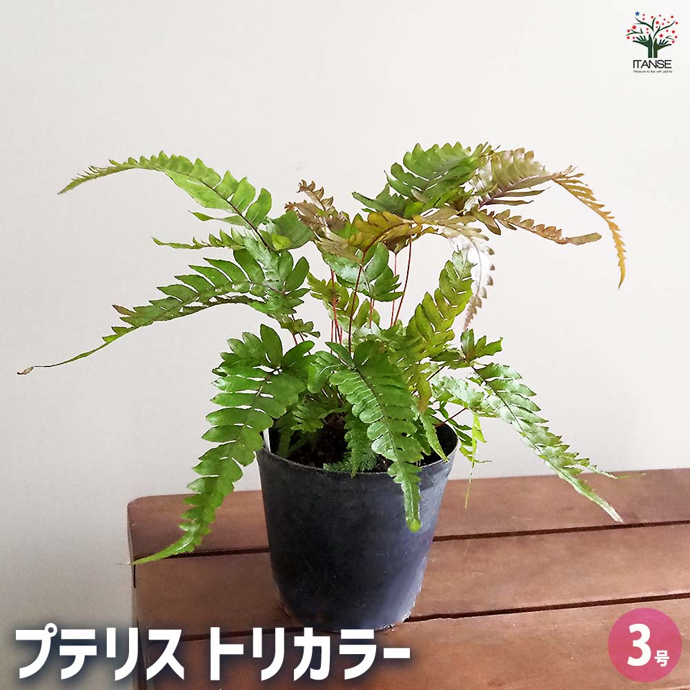 【送料無料】プテリス トリカラー 【 観葉植物 3号 】 シダ植物 獅子葉 斑入り葉 切れ込み イモトソウ科 常緑多年草 おしゃれ オシャレ 可愛い 鑑賞 観賞 オフィス リビング 玄関 庭 屋内 家 初心者 鉢植え