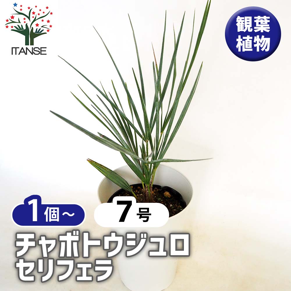 観葉草木特集 花・観葉植物-観葉植物-花・ガーデン・DIY
