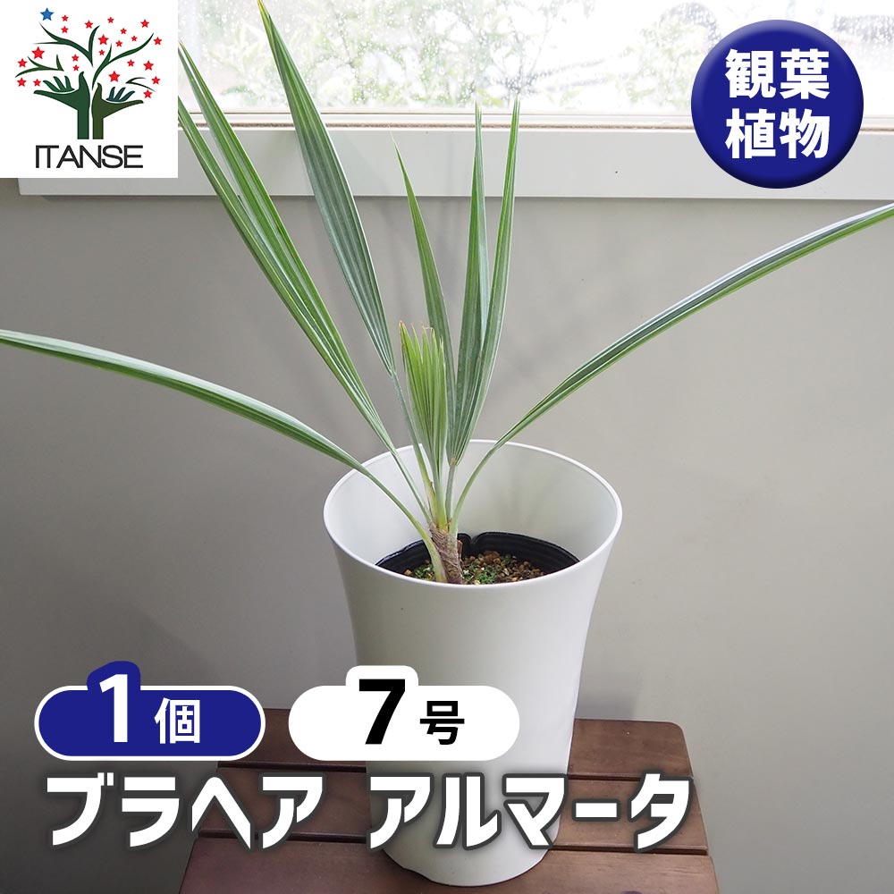 【マラソン期間P5倍】ブラヘア アルマータ 【 観葉植物 7号/1個売り 】 リビング オフィス 事務所 インテリア 大型 おしゃれ 初心者 育てやすい ガーデニング 御祝 お祝い 新築祝い 引越し祝い 結婚祝い プレゼント 人気 品種 観賞用|植物販売のITANSE店