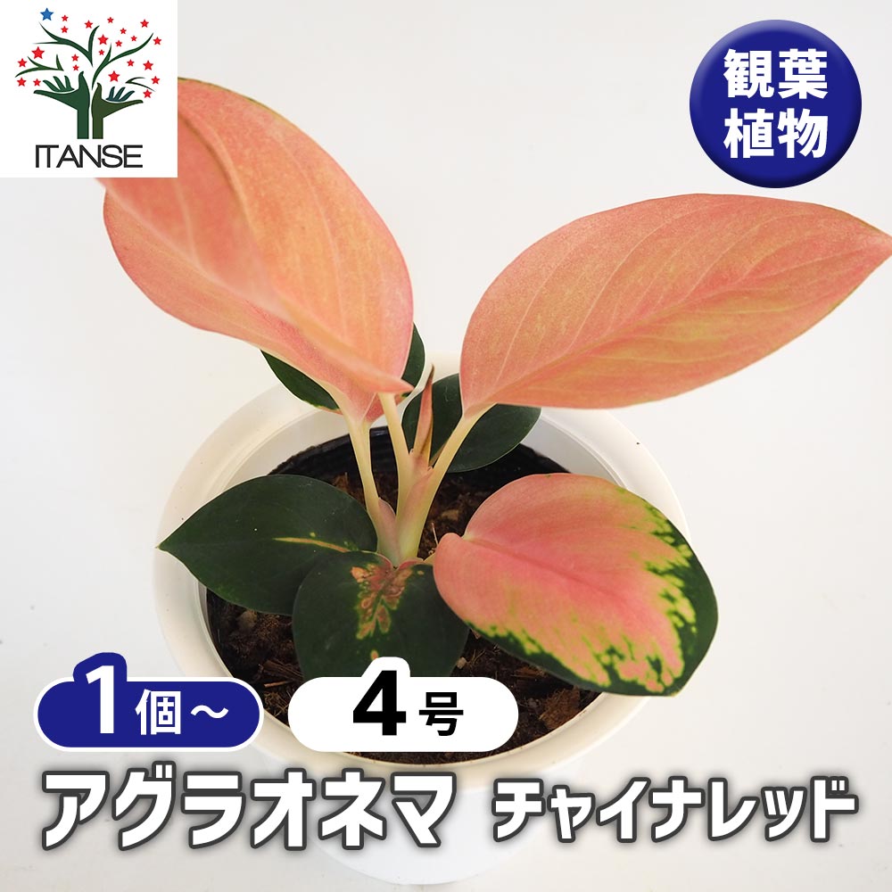 【マラソン★P5倍】アグラオネマ チャイナレッド 【 観葉植物 4号 】 Aglaonema オフィス リビング 玄関 庭 屋内 インテリア 事務所