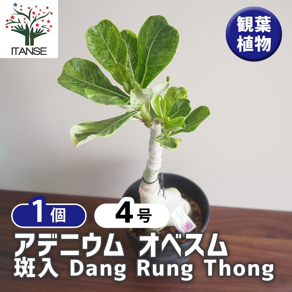 【マラソン★P5倍】アデニウム オベスム 斑入 Dang Rung Thong 【 観葉植物 4号/1個売り 】 リビング オフィス 事務所 インテリア 大型 おしゃれ ボタニカルライフ green グリーン