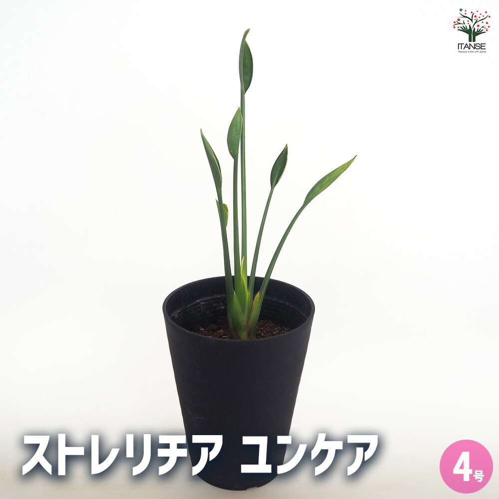 楽天市場】ストレリチア ユンケア ノンリーフ 8号 観葉植物 希少種