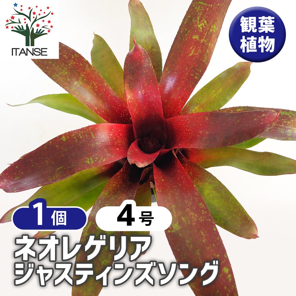 【送料無料】ネオレゲリア ジャスティンズソング 【 観葉植物 4号／1個売り 】 観葉植物 観葉 ネオレゲリア インフィニティ 斑入り Neoregelia Infinity オフィス リビング 玄関 庭 屋内