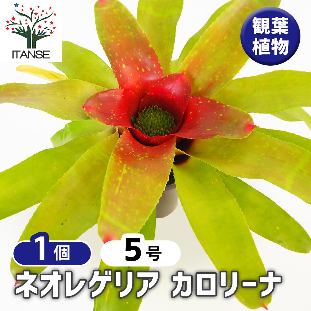 楽天市場】【現品】ネオレゲリア/ネオゲリア・ファイヤーボール 5号 白