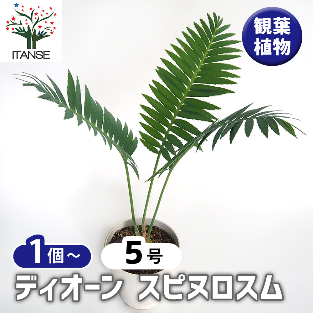 【マラソン★P5倍】ディオーン スピヌロスム 【 観葉植物 5号/1個売り 】 リビング オフィス 事務所 インテリア 大型 おしゃれ 初心者 育てやすい ガーデニング 御祝 お祝い 新築祝い 引越し祝い 結婚祝い プレゼント 人気 品種 観賞用
