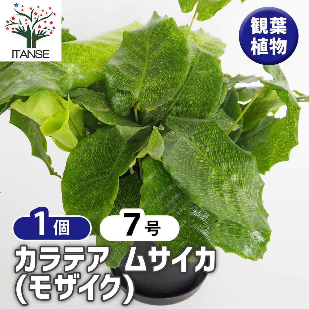 楽天市場】観葉植物 カラテア ムサイカ 6号鉢 観葉植物 室内 贈り物